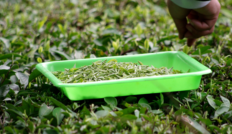 米江公司第一届茶叶“开采节”暨第二届“洣江茶”杯传统制作技艺